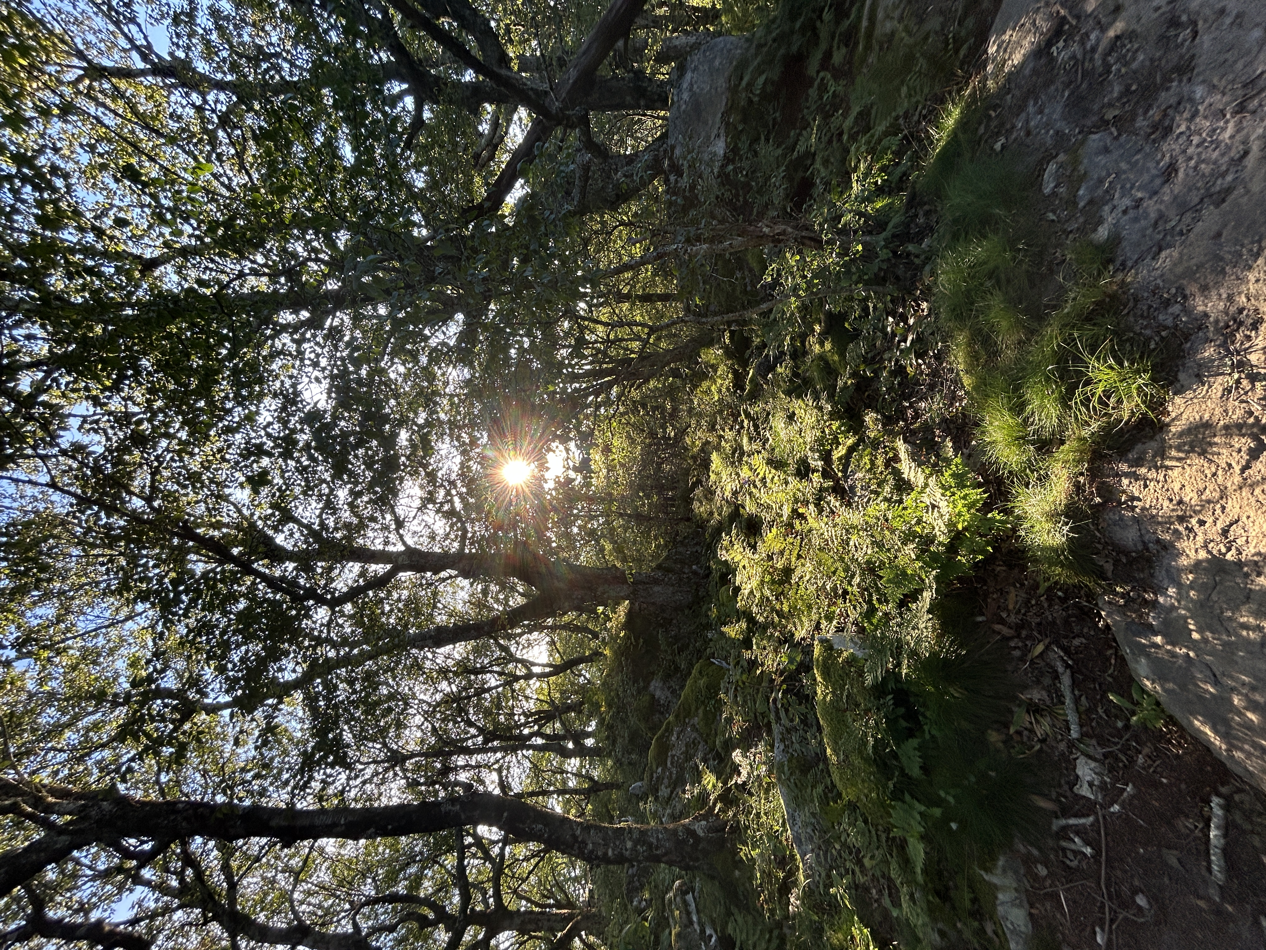 Navina's Hiking Trip to Bald Knob in the forest
